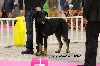  - Exposition canine de Nantes