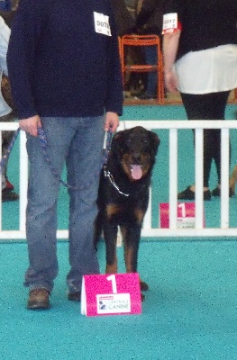 Des Gardiens D'oniss - Exposition canine de Nantes