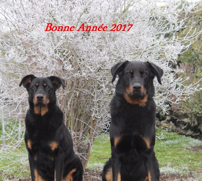 Des Gardiens D'oniss - Meilleurs voeux