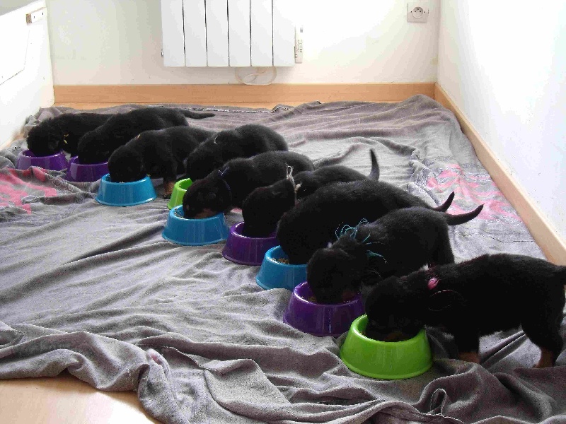 Chiots Fidjy - Alonzo