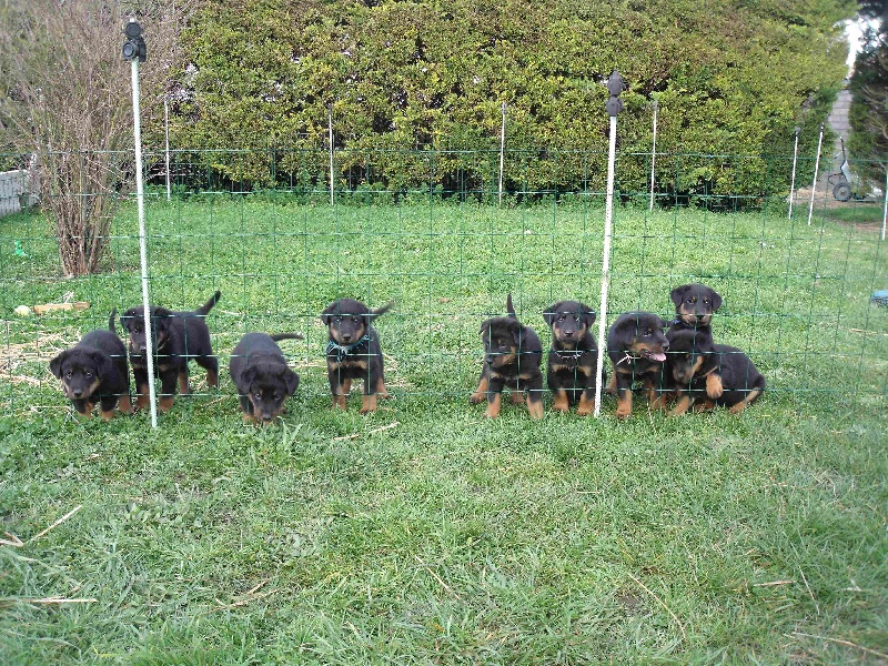 Des Gardiens D'oniss - Berger de Beauce - Portée née le 29/01/2013